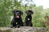 CANE CORSO 1141